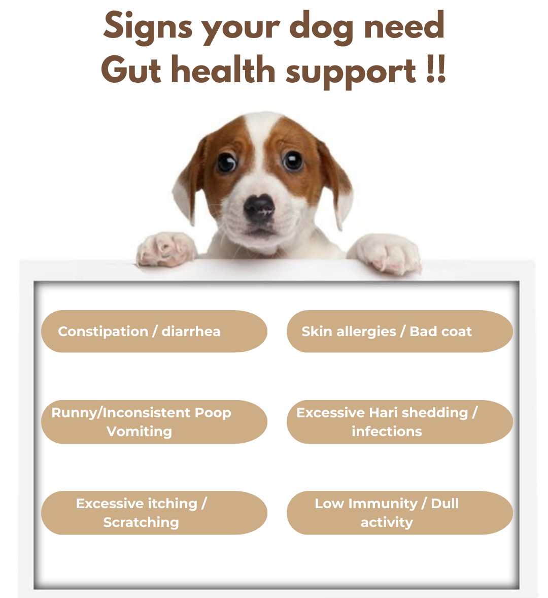 Chicken & Veggies with Added Prebiotics - for Adult Dogs 70gms (Pack of 6 Pc)