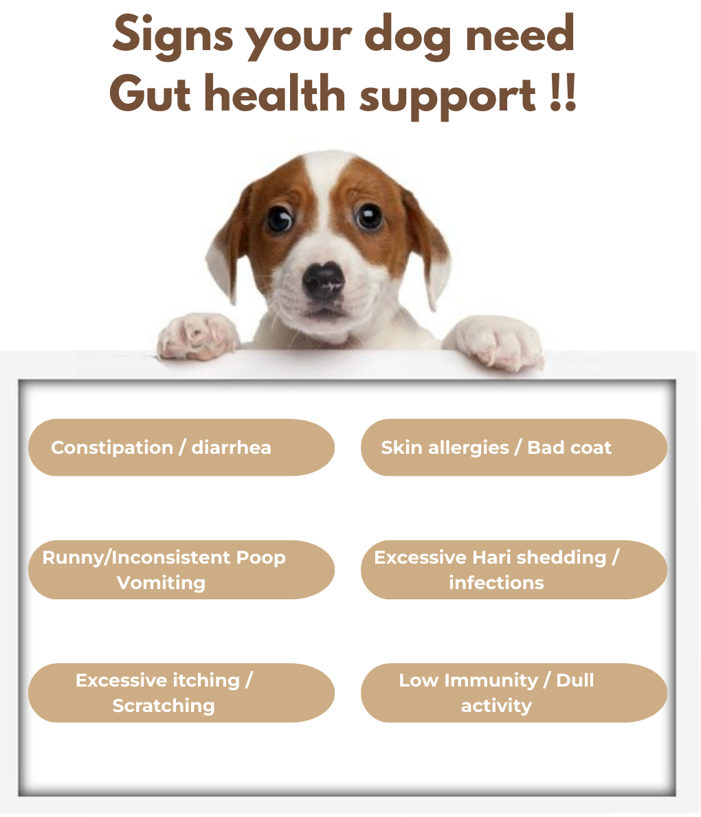 WOKY! Gut Friendly Wet dog food - Chicken & Liver with Added Prebiotics - for Adult Dogs 110gms (Pack of 6 Pc)